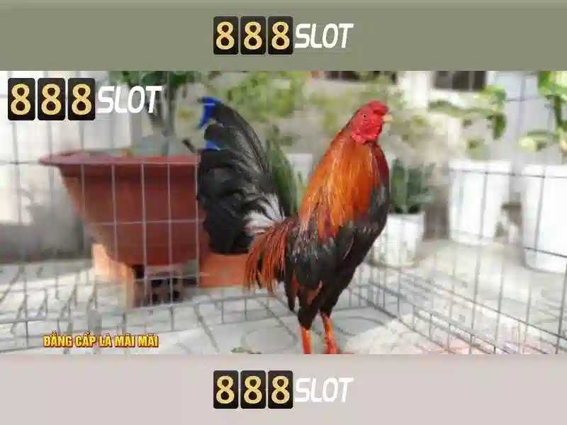 Khuyến mãi và thanh toán\n\n